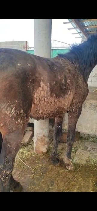 Еки жасар сатылады