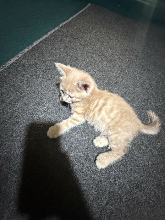 Uy mushugi bolalari tekinga beriladi