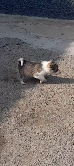 Продам шенков лаек