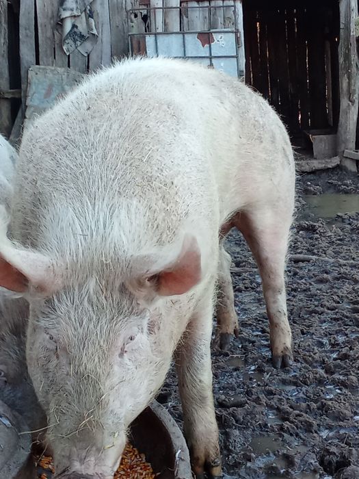 Vând   vițelușă frumoasă