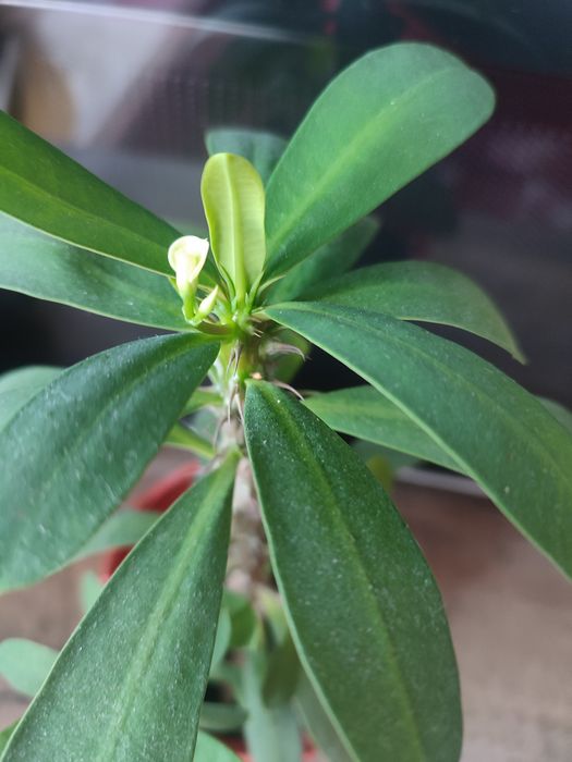 Молочай Миля белый.