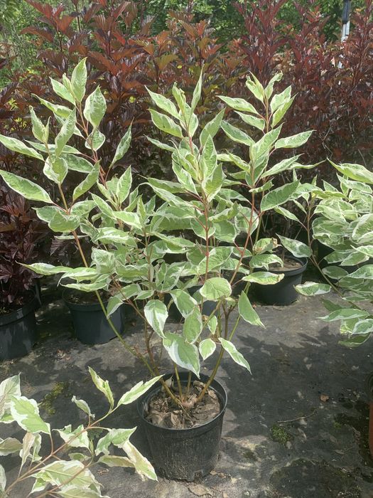 Кустарники хвойники травы