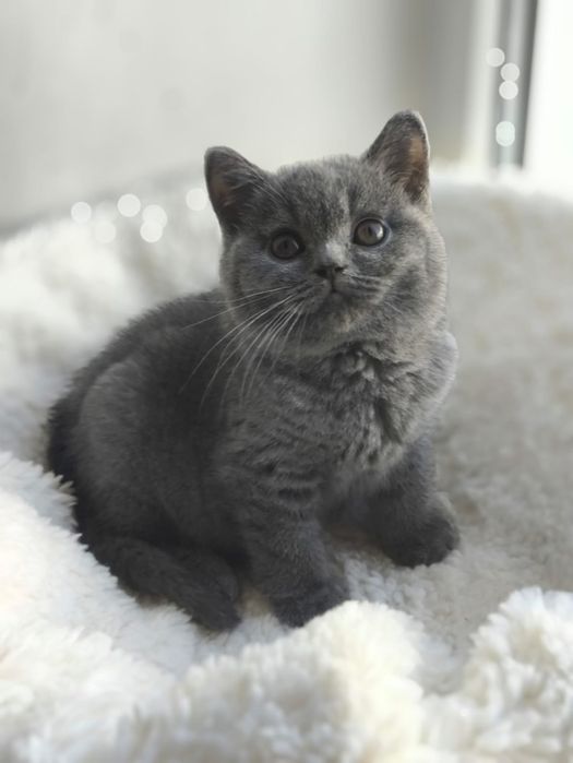 British blue de la crescător Felisa