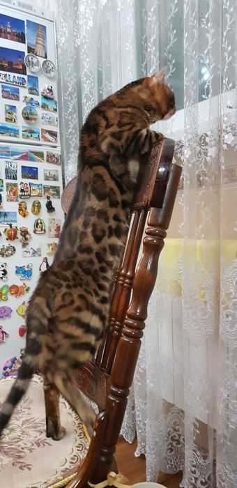 Вязка бенгальского кота