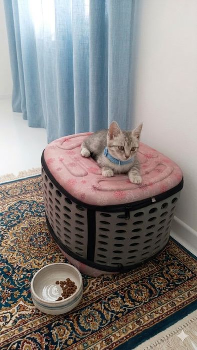 Переноска для кошек