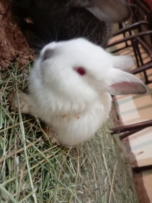 Кролик белый велекан фландр