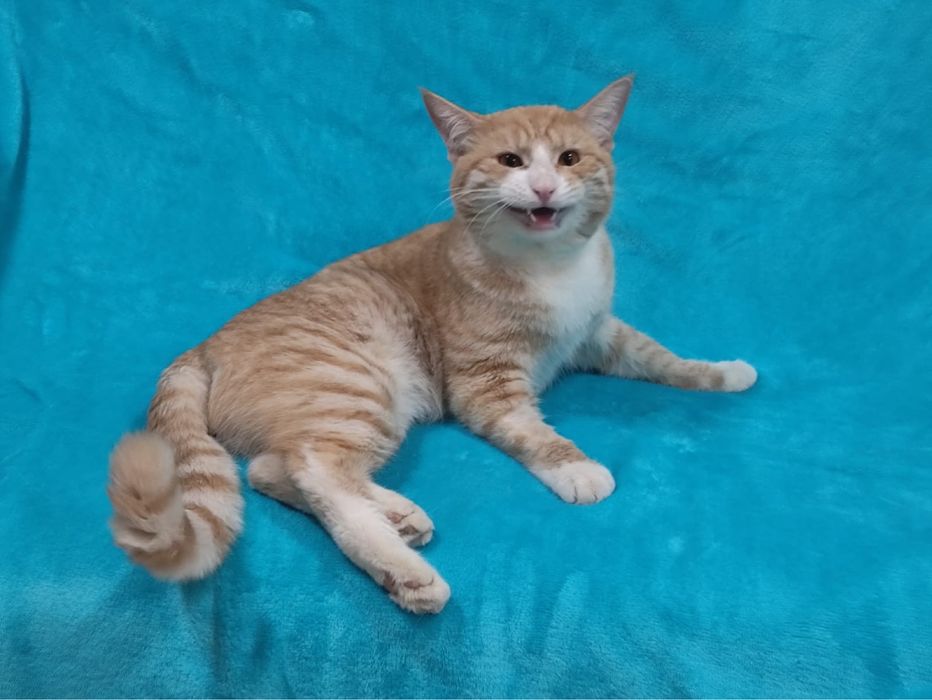 Котик ищет семью