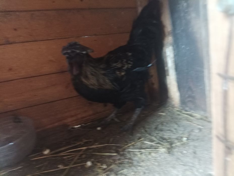 Cocoș ayan tânăr 10 luni