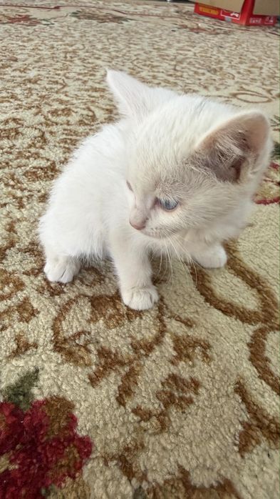 Отдадим бесплатно  котят