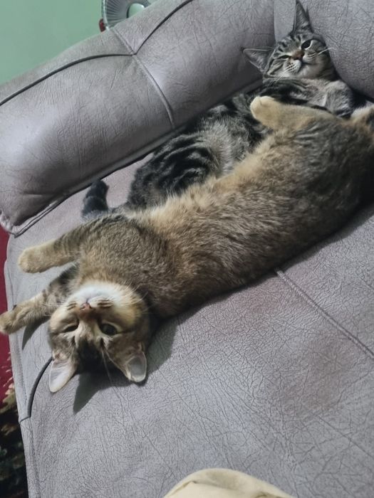 Ikalasi ham sotiladi sarigi qimmatroq narxini kelshamz aqlli gap uqadi