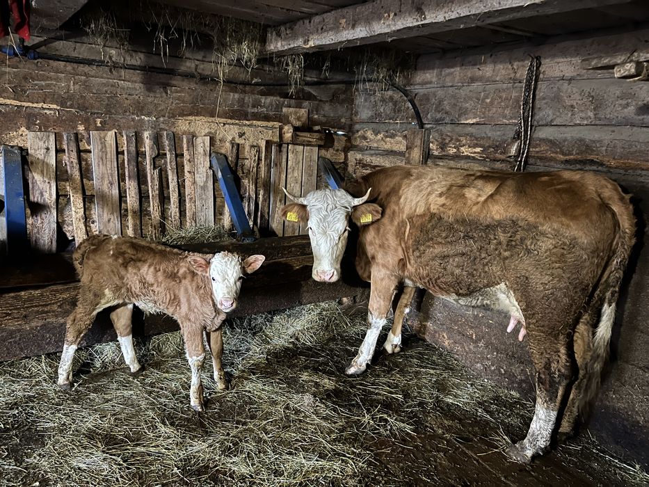 Vand junincă fătată recent cu vițel