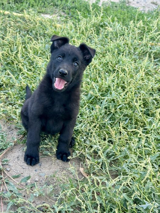 Открыта бронь. Классный щенок