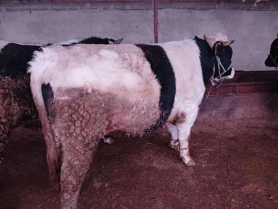 СемізбұхаларСатылады