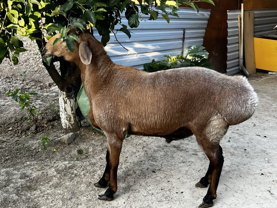 Курбоноик учун куелар