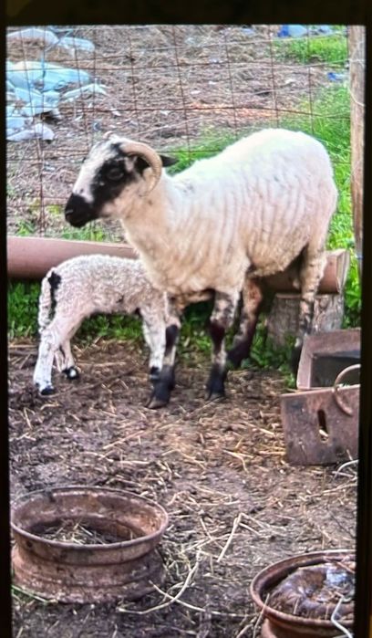 Vand oi carabase si 2 turcanr