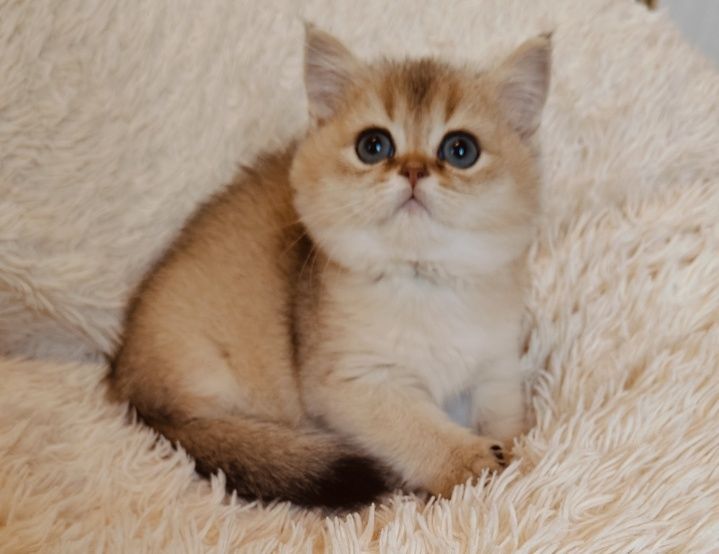 Котята Шиншиллы Британские