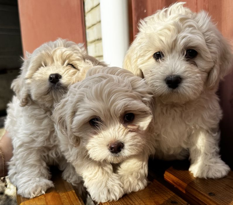 Щенки Мальтипу!!!