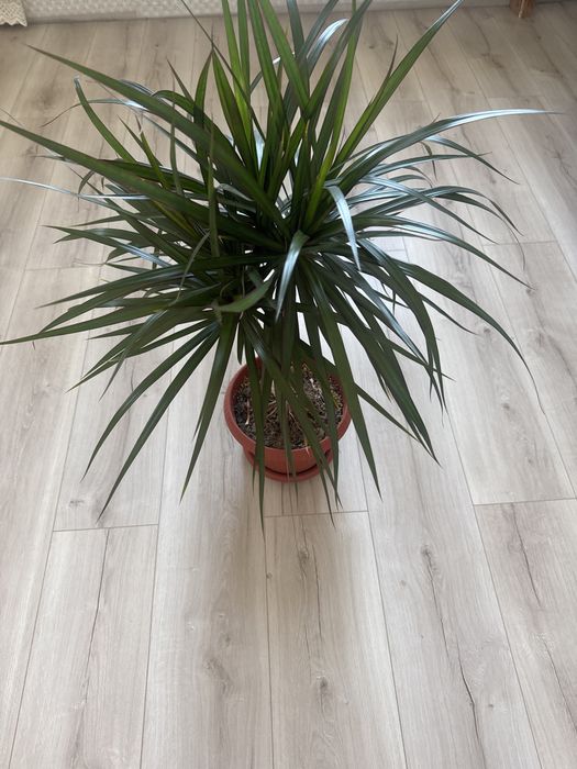 Драцена , замиокулькас, долларовое дерево