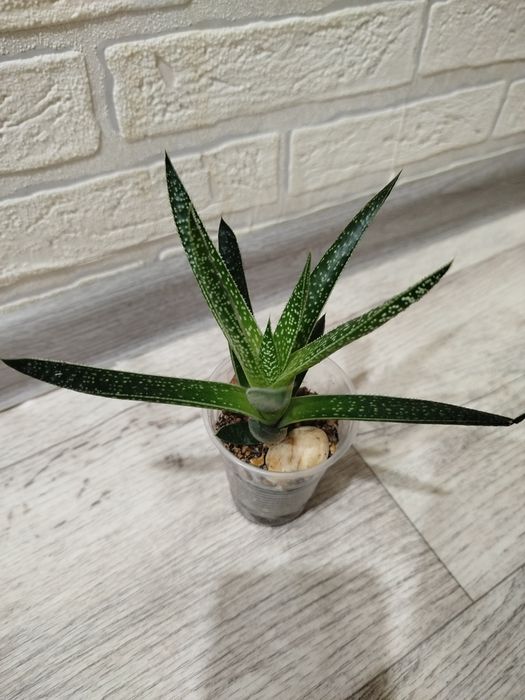 Продам суккуленты разных видов