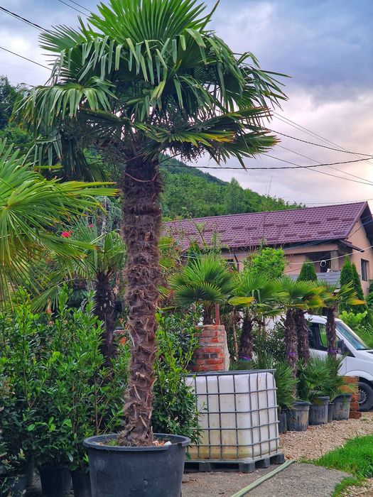 Vand palmieri rezistenti la îngheț ( trachycarpus fortunei,  chamerops