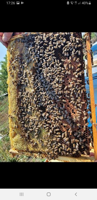Vând miere de albine 100% naturală.