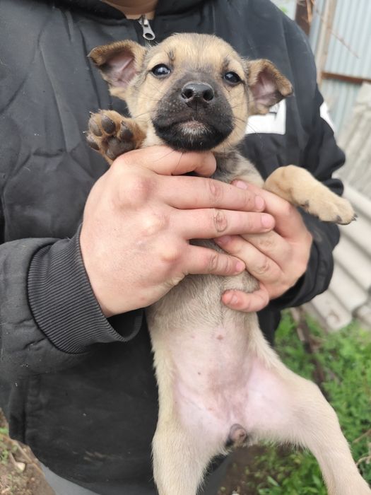 Щенок девочка собака сука ищет себе семью