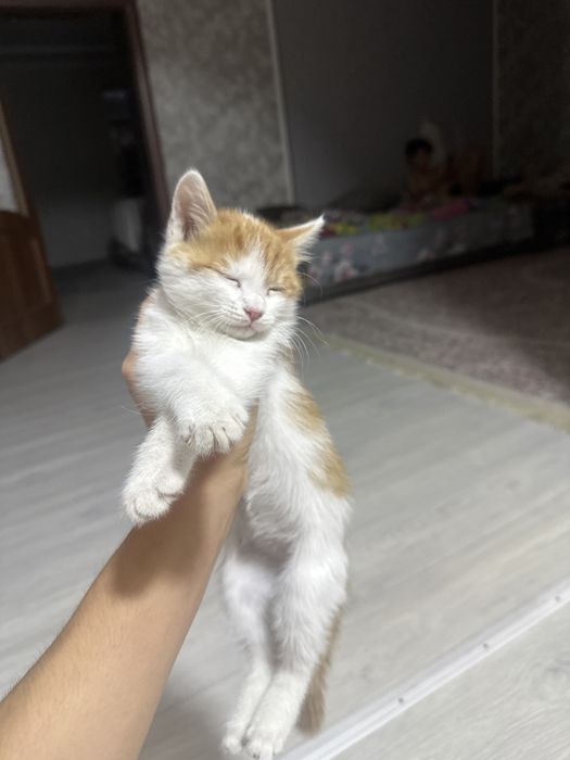 Котенок 1.5 мец.