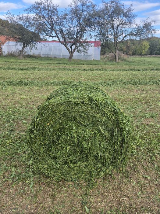 Baloti rotunzi lucerna 120x120 infoliati