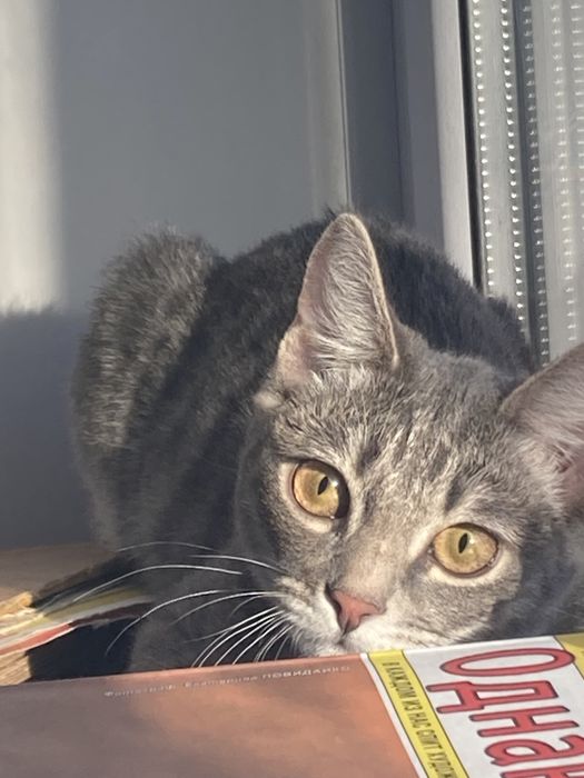 Пропала кошка!!!