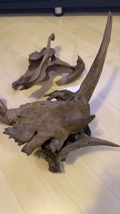 Мангровые коряги