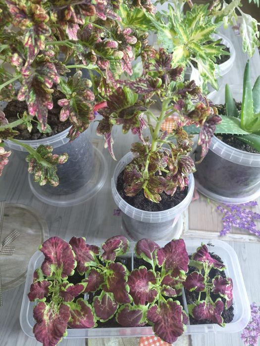 Продам цветы коллеусы.