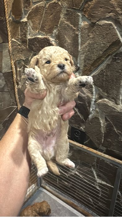 К продаже Мальтипу 3 мальчика и одна девочка