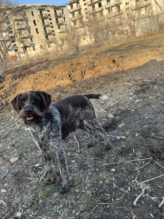 Продам Дратхар робочий