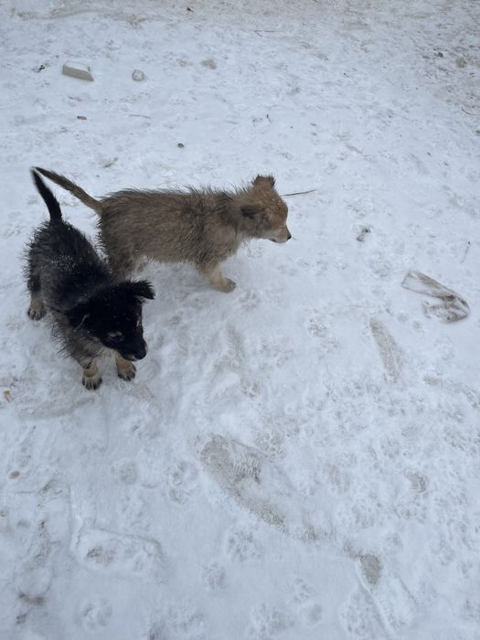 Отдам собак в хорошую руки