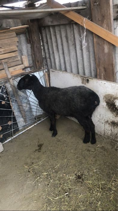 Продам баран кочкар