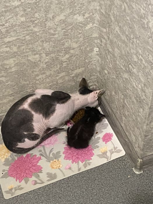 Ищет дом котенок