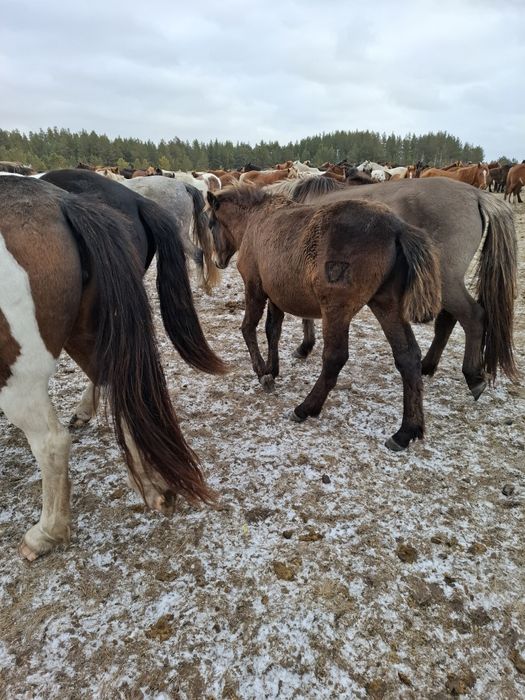 Продам жабагы  со степи