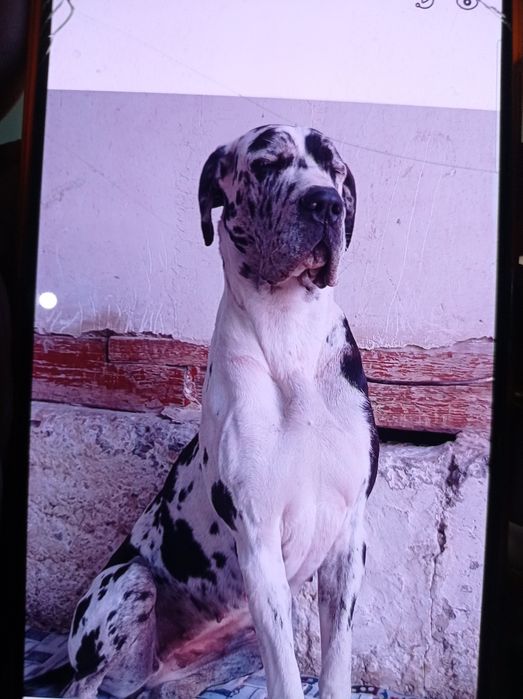 Каралевский дог сотилади