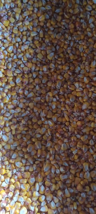 Porumb        boabe 2025