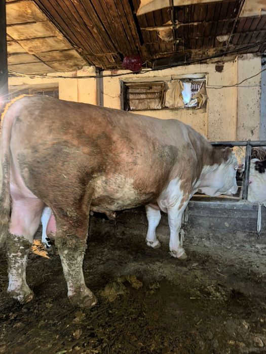 Бык порода Симентал