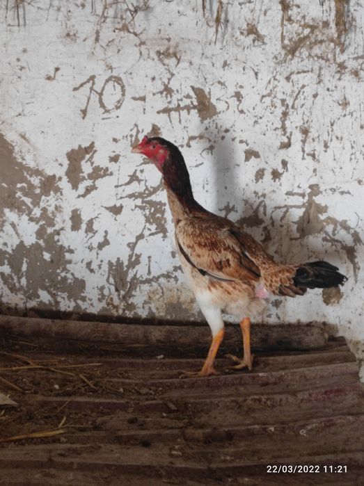 Qareya turk shamo makyonlar tuxumda