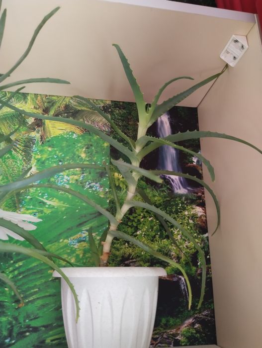 Продам алое лечебное