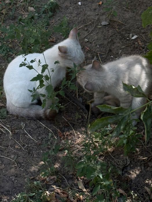 Отдам даром два котенка