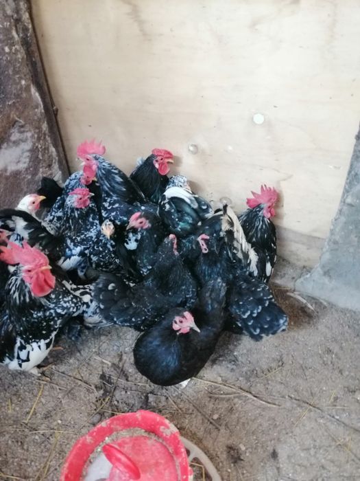 Gainute americane pitice