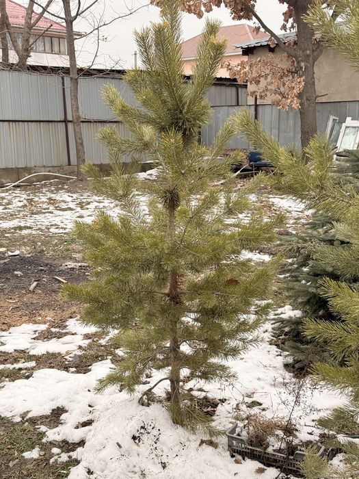 Тяньшаньская ель и сосны