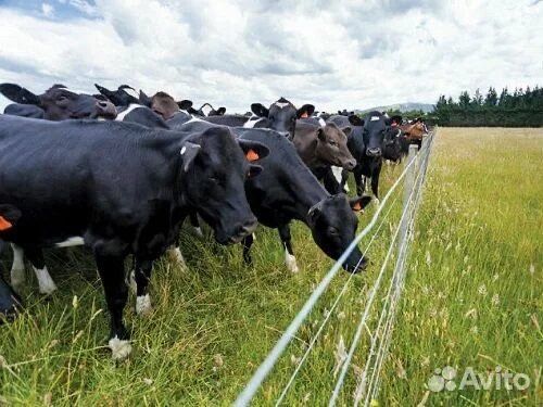 Элетропастух для мрс крс лошадей