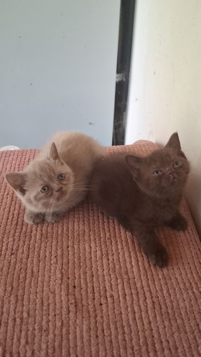 Животные котята г.Уральск