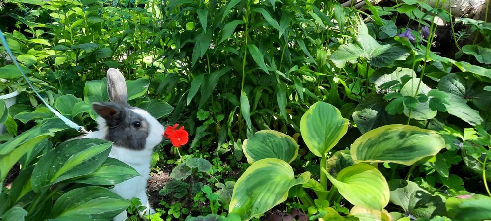 Декоративный кролик продам