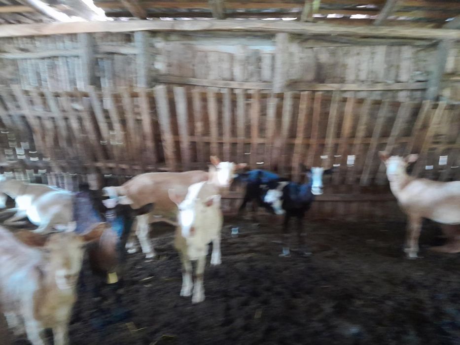 vând capre la prima fătare și la a doua fatare