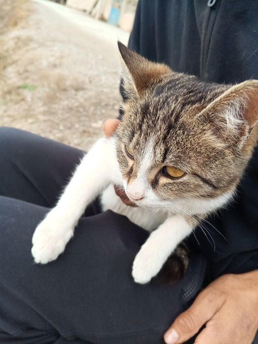 Zottor mushuk 4 dona hotini bor ularniyam qushib beraman